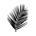 Silhouette of a palm leaf. Black tropical plant isolated on white background. Vector illustration