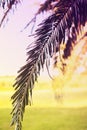 Silhouette of palm leaf. Summer concept
