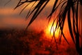 Silhouette of palm leaf in sunset light. Blurred bokeh background of wet window glass and shape of sun. Royalty Free Stock Photo