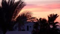 The silhouette of palm leaves against the sky at dawn Royalty Free Stock Photo