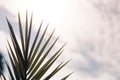 Silhouette of palm leaves against the sky Royalty Free Stock Photo