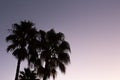 Silhouette palm sunset with yellow and violet sky and palm tree