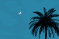 Silhouette of a Palm Tree Against the Background of the Evening Sky with the Moon. 3d Rendering Royalty Free Stock Photo