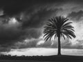 Silhouette of Palm Tree Against a Dramatic Stormy Sky Royalty Free Stock Photo