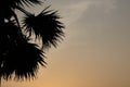 Silhouette of palm tree branches with the background of the sunset sky Royalty Free Stock Photo