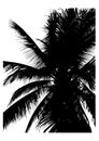 Silhouette of palm tree, coconut leaves illustration, vector Royalty Free Stock Photo