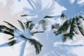 Silhouette palm tree with double exposure effect in vintage filter background