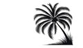 Silhouette of a palm tree with feathery, arching fronds extendin Royalty Free Stock Photo