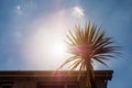 Silhouette of a palm tree and a house rood against clear blue sky and sun flare. Summer time travel concept, Warm holiday theme Royalty Free Stock Photo