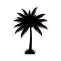 Palm Tree Icon Logo Vector Illustration Isolated on White Background Royalty Free Stock Photo