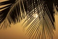 Silhouette of palm tree leaves against rising sun Royalty Free Stock Photo