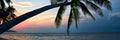 Silhouette of palm tree lush foliage leaning over beach during idyllic bright colourful sunset Royalty Free Stock Photo