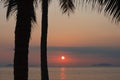 Palm tree silhouette near the ocean against a colorful sunset Royalty Free Stock Photo