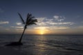 Solitary palm tree on beach in the Caribbean at sunrise. Royalty Free Stock Photo