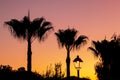 Silhouette of a palm tree and a street lamp at sunset. Royalty Free Stock Photo