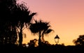 Silhouette of a palm tree and a street lamp at sunset. Royalty Free Stock Photo