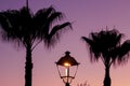 Silhouette of a palm tree and a street lamp at sunset. Royalty Free Stock Photo