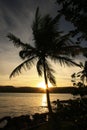 Silhouette of palm tree at sunrise, Las Galeras beach Royalty Free Stock Photo