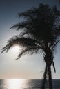 Silhouette of a palm tree during sunset, blue sky Royalty Free Stock Photo