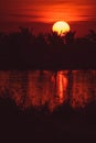 Silhouette of Palm tree at sunset. Golden sun sunset Royalty Free Stock Photo