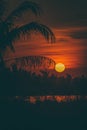 Silhouette of Palm tree at sunset. Golden sun sunset Royalty Free Stock Photo