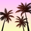 Silhouette palm tree tropical background Royalty Free Stock Photo