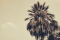 Silhouette palm tree in vintage filter background Royalty Free Stock Photo