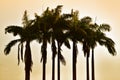 Silhouette palm tree in vintage filter background Royalty Free Stock Photo