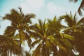 Silhouette palm tree in vintage filter background