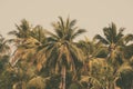 Silhouette palm tree in vintage filter background Royalty Free Stock Photo