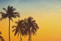 Silhouette palm tree with vintage filter Royalty Free Stock Photo