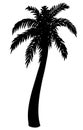 Silhouette of palm tree on white background. Vector illustration.