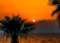 Silhouette of palm trees against a background of orange sea sunset Royalty Free Stock Photo