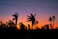 Silhouette of palm trees against a beautiful sunset over Cebu, Philippines Royalty Free Stock Photo