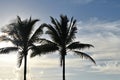 Silhouette of palm trees against the blue sky with clouds Royalty Free Stock Photo