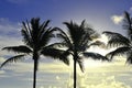 Silhouette of palm trees against a blue sky with clouds Royalty Free Stock Photo