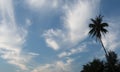 Silhouette of palm trees against the blue sky with clouds Royalty Free Stock Photo