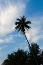 Silhouette of palm trees against the blue sky with clouds Royalty Free Stock Photo