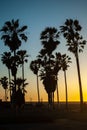 Silhouette of palm trees on the background of bright orange sunset over the sea Royalty Free Stock Photo