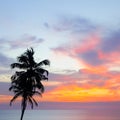 Silhouette of palm trees Beautiful sunset on the tropical sea beach Royalty Free Stock Photo