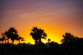 Silhouette of palm trees, beautiful sunset on the tropical sea beach on nature pink background for travel in holiday Royalty Free Stock Photo