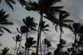 Silhouette palm trees