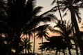 Seaside dawn tropical silhouette - Koh Kood Paradise island