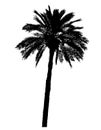 Silhouette of palm trees realistic vector illustration Royalty Free Stock Photo