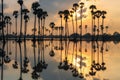 Silhouette palm trees with reflection at sunrise Royalty Free Stock Photo