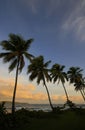 Silhouette of palm trees at sunrise, Las Galeras beach Royalty Free Stock Photo