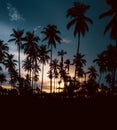 Silhouette of Palm Trees at Sunset near Balikpapan city, Indonesia