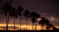 Palm trees during sunset reunion Island