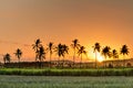 Silhouette of palm trees during sunset, Reunion Island