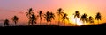 Silhouette of palm trees during sunset, Reunion Island